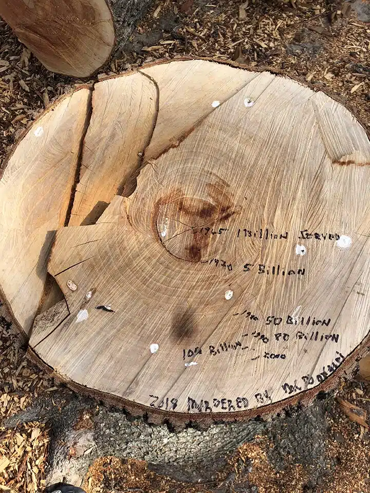 The rings of one of the trees murdered by McDonald's in Mesquite, Texas because a branch fell on a car.