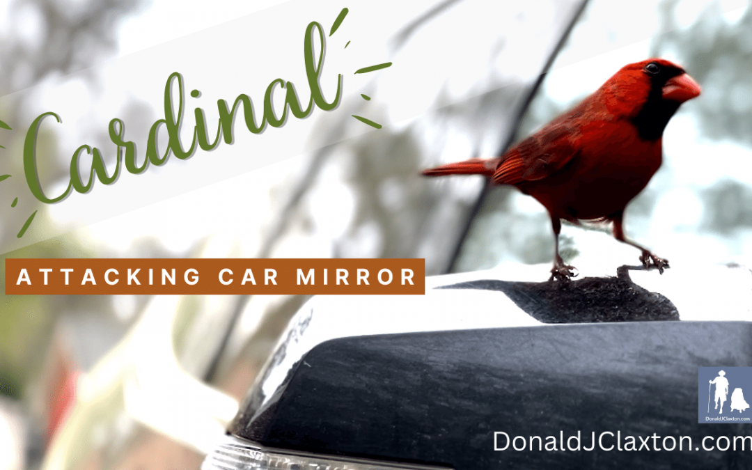 There’s a cardinal bird attempting to mate with my rearview mirror